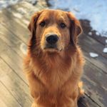 Marshall Dillon - @goldenmarshalldillon - Instagram