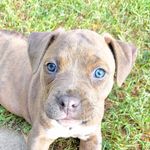 Marshall Dillon - @marshalldillondoggo - Instagram