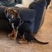 Marshall Dillon, aka Clifford the Big Brown Dog - Facebook