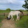 Marshall_dillon - @marshall_dillon - TikTok