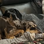 Marshall Dyer - @dyerwolfhound - Instagram