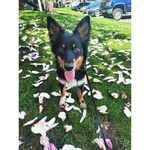 Sadie - @marshall.ferrispets - Instagram