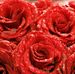 Jane Marshall Flowers - Facebook