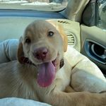 Marshall Fuller - @sirmarshallthepup - Instagram