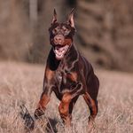 MARSHALL HARDY I. - @slovenskydoberman - Instagram