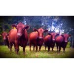 Red Angus, Hanover Virgina - @marshalllakefarm - Instagram