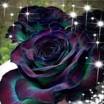 Marshall Lester - @marshall.lester.777 - Instagram