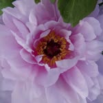 Marsha Lindner - @hayfields_orchard - Instagram