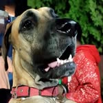 Marshall🐶🐕🐾 - @marshall_love0 - Instagram