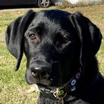 Carolyn Marshall Marks - @ripley09labadore - Instagram