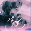 Amstaff.Lover - @marshall.and.millions - TikTok