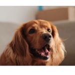 *Marshall*Odin*Esperancita*Pepper - @marshall.doggg - Instagram