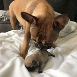 Paris, Marshall and Pepper - @ontario_frenchies_ - Instagram