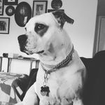 Marshall reeves - @thedoggomarshall - Instagram