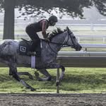 Marshall (Carolina) Rice - @newjerseyhorseracing - Instagram