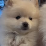 Marshall WaitforIt Rice - @marshmallowwaitforitrice - Instagram