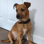 Marshall Richards - @marshallthejackrussel - Instagram