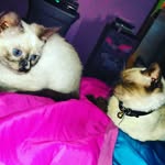 Sapphire and Marshall - @sapphireandmarshall - Instagram