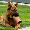 Marshallthegermanshepard - @marshallthegermanshepard - TikTok