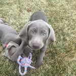 Marshall Moose III - @marshallthesilver - Instagram