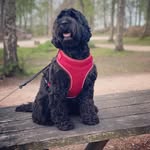 Marshall Simms - @marshall_blackcockapoo - Instagram