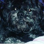 MarshallTheDog - @marshallstantonthedog - Instagram