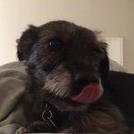 Marshall Stein - @marsh_the_terrier - Instagram