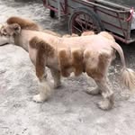 Trần Tài - @marshalltrantai - Instagram