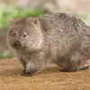 marshall - @marshallmews - TikTok