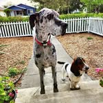 Marshall and Wiley (RIP Duke) - @dukeandmarshall - Instagram