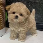 Marshall wu - @marshallwu327 - Instagram