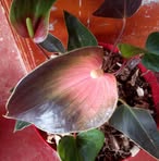 Marta Arango - Facebook