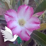 Marta Carvalho - Facebook
