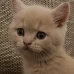 Марта - @_marta_little_kitten_ - Instagram