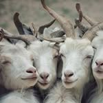 Marta Little Goats - @martagoats - Instagram