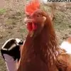 chick nuggie - @martelljohnson06 - TikTok