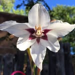 Martha's Flowers/God's Art - @abrego.martha - Instagram