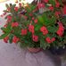 Martha Arechiga - Facebook