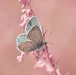 Martha Atwell - Facebook