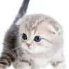 i like (=^ェ^=) cat - @marthabadillo1 - TikTok