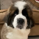 Martha Bear - @saint_martha_bear_and_friends - Instagram