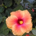 Martha González Berumen - Facebook