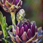 Florist - @blumen_von_martha - Instagram