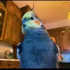 omarthebomar3 - @omarthebomar3 - TikTok