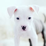 martha bone daddy - @martha_bone_daddy - Instagram
