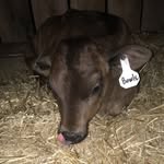 Martha🐄💕 - @martha.ava.bowles - Instagram