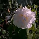 Martha Bowling - @bowlingmartha - Instagram