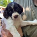 Martha | Brittany Pup - @marthathebrittany - Instagram