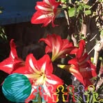 Martha Bryce - @sunflower1b - Instagram