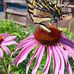Martha Buchanan - Facebook